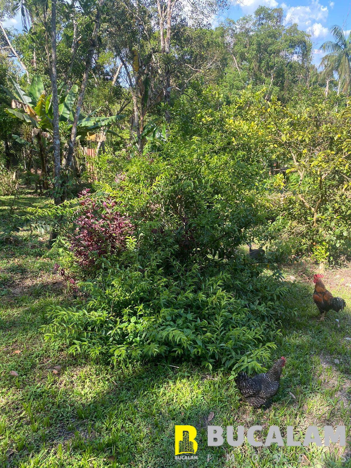 Fazenda à venda com 2 quartos, 5000m² - Foto 17