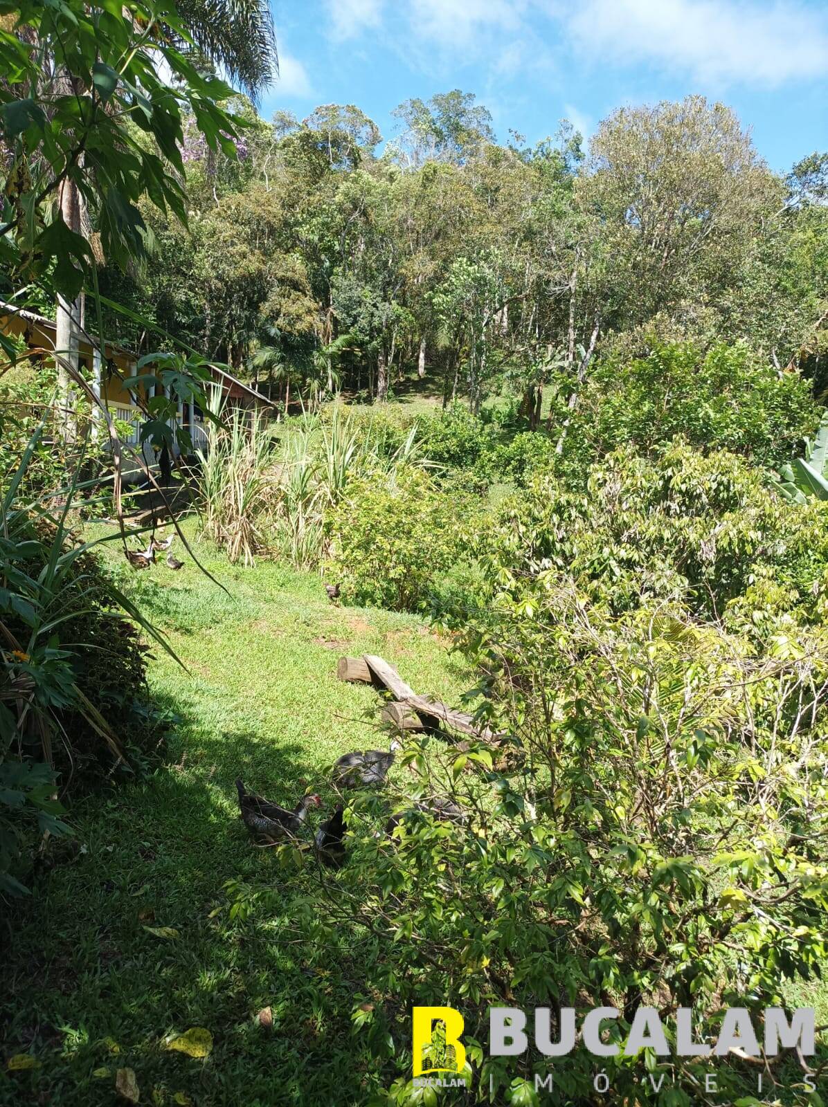 Fazenda à venda com 2 quartos, 5000m² - Foto 22