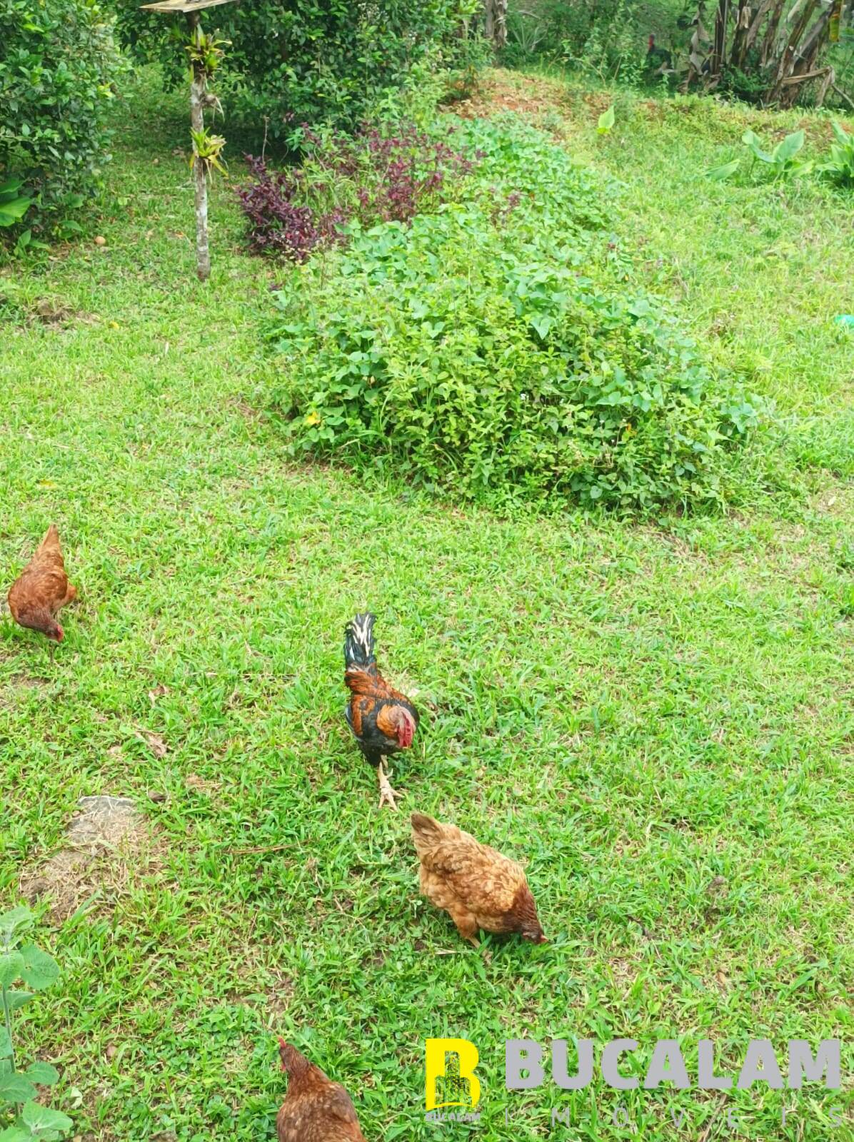 Fazenda à venda com 2 quartos, 5000m² - Foto 23